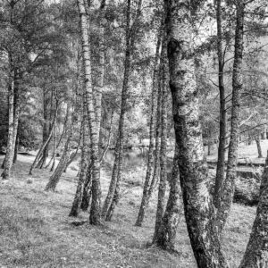 Ma forêt