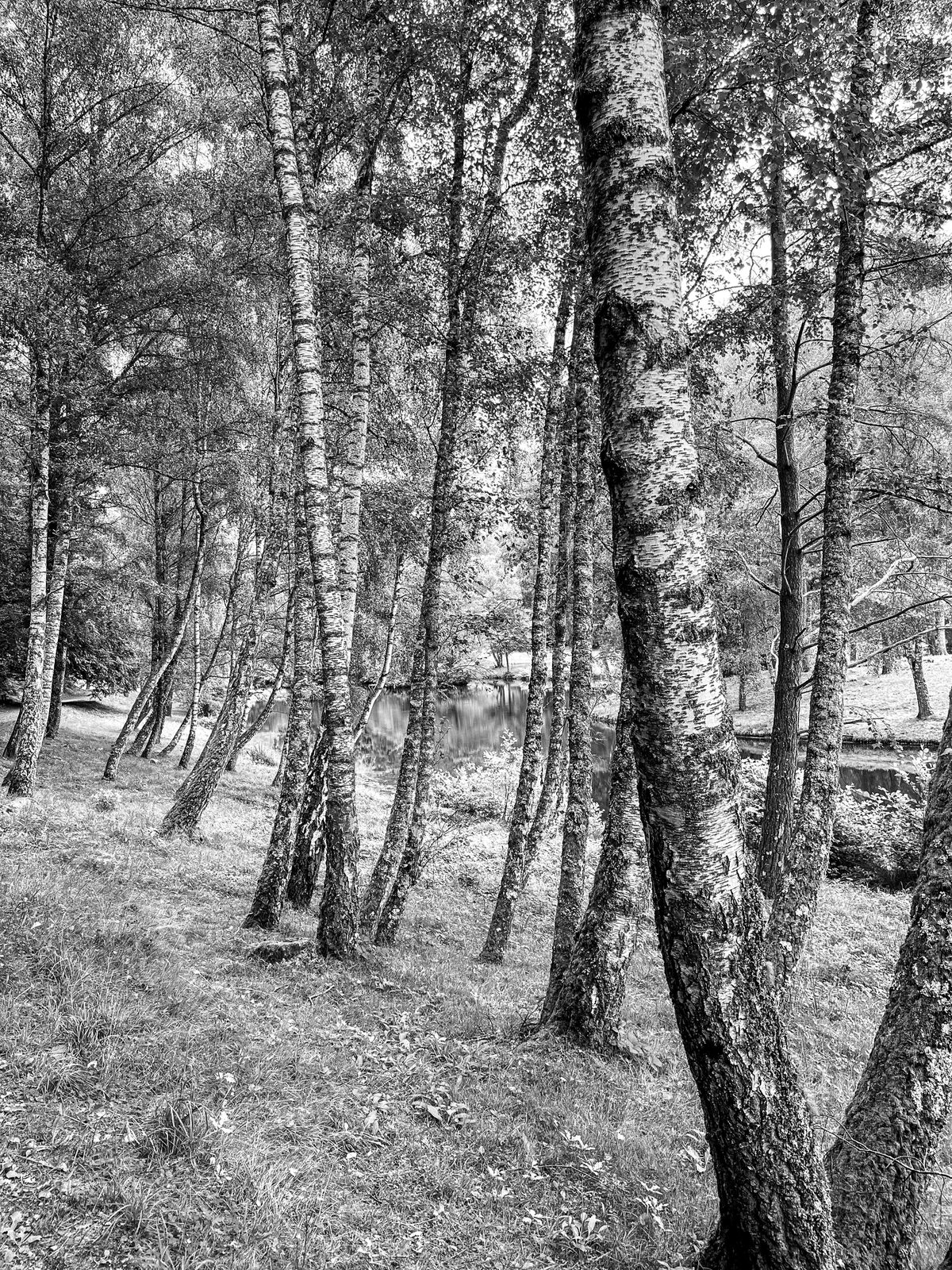 Ma forêt